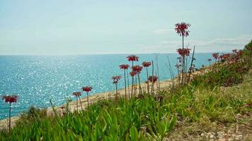 uma vibrante ramalhete do flores de a tranquilo águas do terragona video