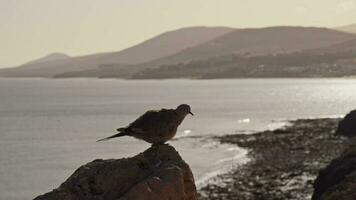 A pigeon sits on a rock against the backdrop of a seascape video