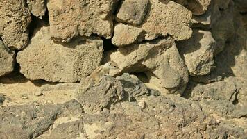 baby chipmunk rennen Aan de rotsen. video