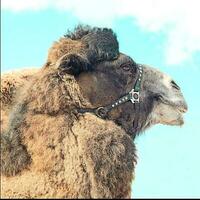 profile view of camel on cloudy sky background.Vertical view. photo