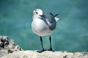 Laughing Gull Perched on Lava Rock in Aruba photo