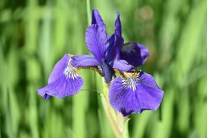 Stunning Siberian Iris Blooming and Flowering in a Garden photo