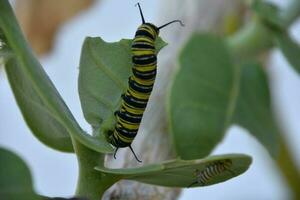 Hungry Monarch Caterpillar on a Milkweed Leaf photo