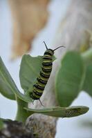 Two Monarch Caterpillars on a Giant Milkweed Plant photo