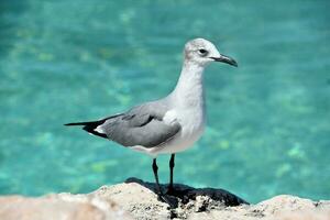 blanco, gris y negro riendo gaviota en aruba foto