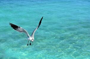 riendo gaviota con alas extendido en vuelo foto