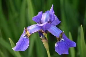 Perfect Flowering Siberian Iris Flower Blossom in a Garden photo