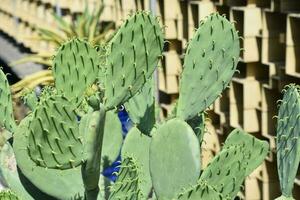 Prickly Green Cactus with Curved Thorns Sticking Out photo