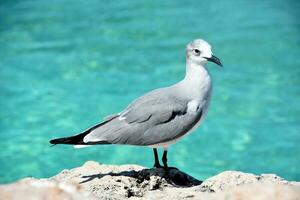 cerca arriba con un riendo gaviota en aruba foto