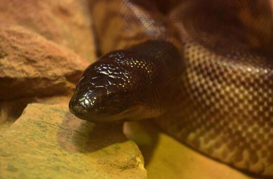 Looking Directly into the Face of a Black Headed Python photo