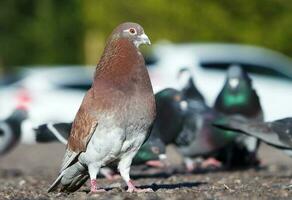 Cute Pigeon Bird at Local Public Park of Luton City of England UK photo