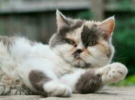 Beautiful Persian Breed Kitten Poses at Home Garden photo