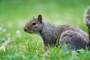 Cute Squirrel in Grass Seeking Food at Wardown Public Park of Luton photo