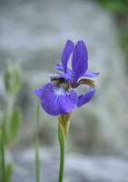 Terrific Up Close Siberian Iris Flowering in a Garden photo