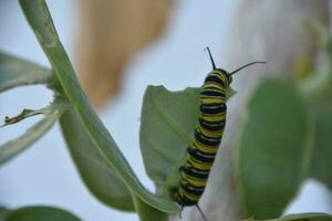 Creeping Monarch Caterpillar on a Milkeweed Bush photo