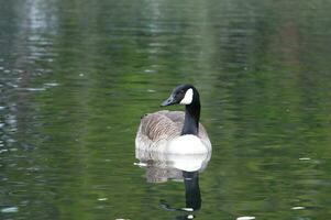 Cute Water Bird at Wardown Park Luton, England UK. photo