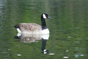 Cute Water Bird at Wardown Park Luton, England UK. photo