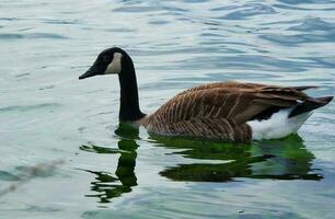 linda y único agua aves y cisne a willen lago de milton clave, Inglaterra Reino Unido. foto