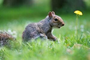 Cute Squirrel in Grass Seeking Food at Wardown Public Park of Luton photo