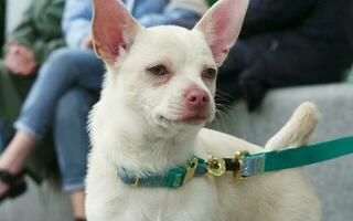 Cute Pet Dog on Walk at Local Public Park of London England UK photo