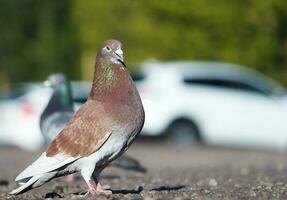 Cute Pigeon Bird at Local Public Park of Luton City of England UK photo