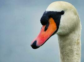 linda y único agua aves y cisne a willen lago de milton clave, Inglaterra Reino Unido. foto