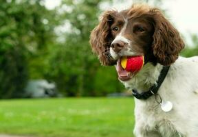 linda mascota perro en caminar a local público parque de Londres Inglaterra Reino Unido foto