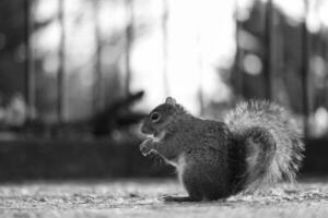 Cute Squirrel in Grass Seeking Food at Wardown Public Park of Luton, England UK photo