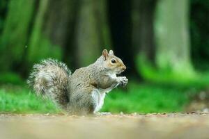 Cute Squirrel in Grass Seeking Food at Wardown Public Park of Luton, England UK photo