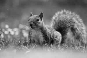 Cute Squirrel in Grass Seeking Food at Wardown Public Park of Luton photo