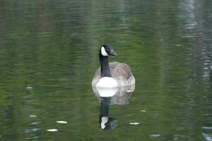 Cute Water Bird at Wardown Park Luton, England UK. photo