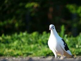 Cute Pigeon Bird at Local Public Park of Luton City of England UK photo