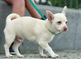 Cute Pet Dog on Walk at Local Public Park of London England UK photo