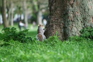 Cute Squirrel in Grass Seeking Food at Wardown Public Park of Luton, England UK photo