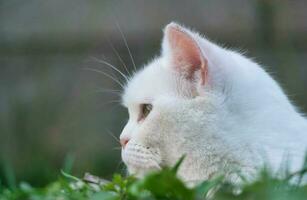 Beautiful Persian Breed Kitten Poses at Home Garden photo