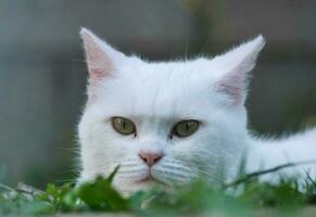 Beautiful Persian Breed Kitten Poses at Home Garden photo