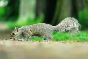 Cute Squirrel in Grass Seeking Food at Wardown Public Park of Luton, England UK photo