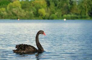 Cute and Unique Black Swan at Willen Lake of Milton Keynes, England UK. Image Was Captured on May 11th, 2023 photo