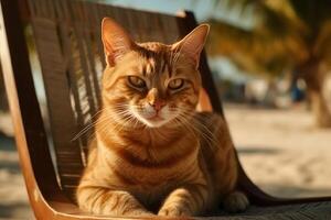 Ginger cat resting on beach chair. Cat tropical vacation. . photo