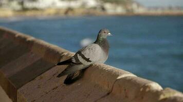 A pigeon sits on a curb against the backdrop of a blue sea video