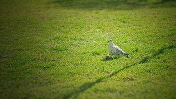 A white pigeon sits on the grass. video