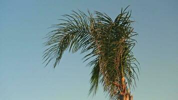 Palm branches sway at sunset video