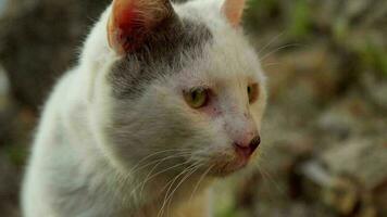 hemlös vild vit katt, med ärr från en bekämpa video