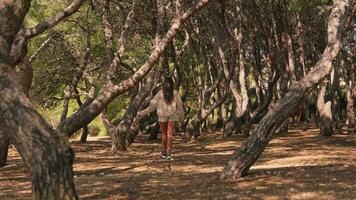 un' donna passeggiando attraverso un' sereno foresta boschetto video