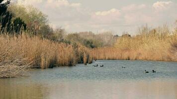 patos graciosamente flutuando em uma sereno lago dentro terragona video