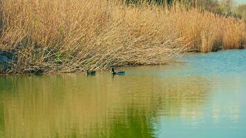 dos patos pacíficamente deslizamiento en el sereno aguas de un lago en terragona video