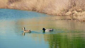 dois patos pacificamente flutuando em uma sereno lago dentro terragona video