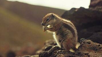 Chipmunk eating walnuts while sitting on a stone video