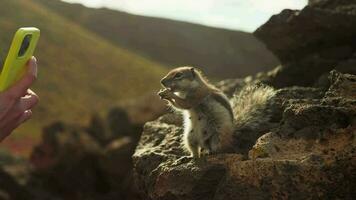 Chipmunk posing for a girl who shoots a video