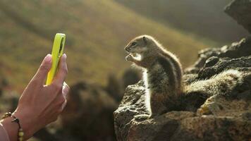 A girl takes pictures of a chipmunk on an smartphone video